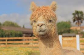 Auf der alpaca hochzeit heiratet man kein huftier, sondern bekommt das flauschige wesen als trauzeugen und moralische unterstützung zur seite gestellt. Neu Unsere Alpakas Finca Hotel Hacienda D Armando