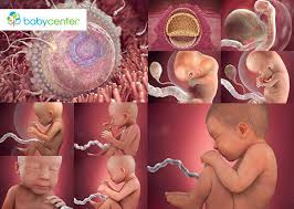 fetal development week by week babycenter