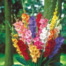 Gladiolus Mixed Bulbs 100 Pack Gladiolus Bulbs Gladiolus Gladiolus Flower
