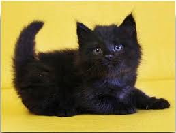 The siberian is a domestic cat breed from russia. Black Siberian Kittens For Sale Novocom Top