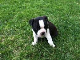 Search results for puppies pets and animals for sale in medford, oregon. Boston Terrier Puppies Oregon Classifieds Pets Lovers