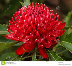 Waratah Flower Waratah Flower Australian Flowers Australian Native Flowers
