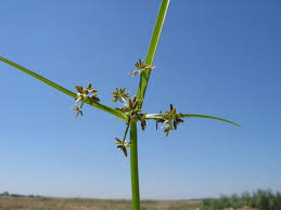 Image result for Cyperus luteus