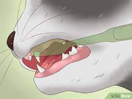 How to brush cats teeth wikihow. How To Clean A Cat S Teeth With Pictures Wikihow