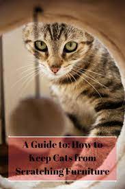 Pin On Cat Care Toys Accessories