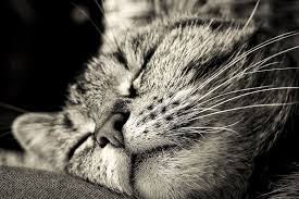 Maybe you would like to learn more about one of these? Hd Wallpaper Grayscale Photo Of Sleeping Cat Animal Pet Cat S Eyes Portrait Wallpaper Flare