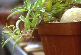 Image result for Brachystelma