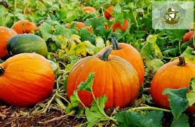 Похожее изображение