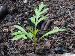 Creusez un trou pour vos tomates suffisamment profond. Quand Semer Les Tomates