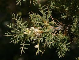 Kitre Nedir Faydalari Nelerdir Kitre Tragacantha Gummi Halk Arasinda Geven Bali Olarakta Bilinen Kitre Geven Bitkisinin Kokunden E Bitki Erkek Sagligi Saglik