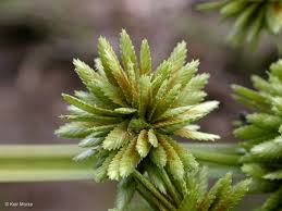 Image result for Cyperus