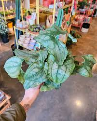 Image result for Stylochaeton