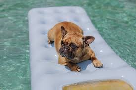 Browse thru french bulldog puppies for sale near panama city beach, florida, usa area listings on puppyfinder.com to find your perfect puppy. 6 161 Dogs Vacation Photos Free Royalty Free Stock Photos From Dreamstime