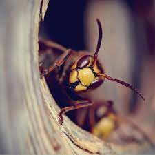 Aus der wohnung, indem ich sie mit wasser besprühe. Insekten Was Hilft Gegen Wespen Brigitte De