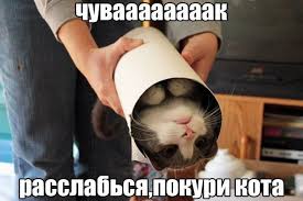 расслабься :: покури кота :: котэ (прикольные картинки с кошками) / смешные  картинки и другие приколы: комиксы, гиф анимация, видео, лучший  интеллектуальный юмор.