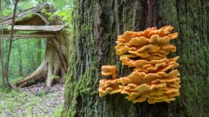 With any pro plan, get spotlight to showcase the best of your music & audio at the top of your profile. 3 Edible Wild Mushrooms And 5 To Avoid