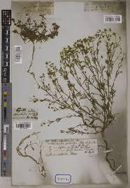 Image result for Vahlia dichotoma