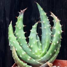 Image result for Aloe aculeata × excelsa