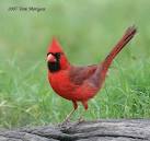 Le cardinal oiseau