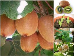 How To Grow A Kiwi Plant From Seed Icreativeideas Com Pflanzen Garten Pflanzen Garten