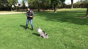 To begin the process of joining our training programs please fill out this training intake form. Canina Dog Training Customized Dog Training In Chicago And Online