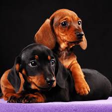 What Does A Dachshund Cost Puppy Prices Annual Expenses