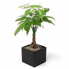 Property, plant, and equipment can be defined as the sum of all net property, plant & equipment fields. 5in Money Tree Houseplant Walmart Com Walmart Com