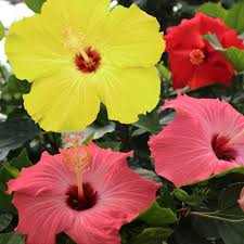 This novel honesty wrecked my life because it was so emotional. Cottage Farms Direct Trees Summer Luau Tropical Hibiscus Tree