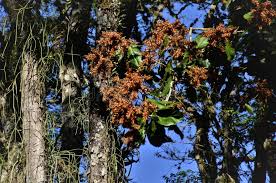 Image result for Triplaris americana