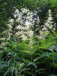 It includes the vegetable known as salsify, as well as a number of common wild flowers. Goatsbeard