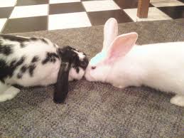 There are various reasons why your rabbit is shaking, some worse than others. Spasms Binkybunny