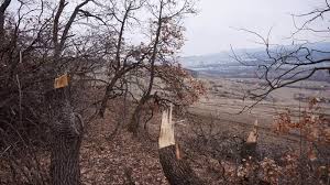 S O S PÄƒdurea Hoia Baciu ContinuÄƒ SÄƒ Fie DecimatÄƒ Din Cauza DefriÈ™Äƒrilor Ilegale È™i Nimeni Nu Ia MÄƒsuri Foto Eclujeanul Te InformeazÄƒ Non Stop