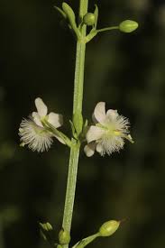 Image result for Plantaginaceae