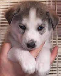If you're not already familiar with siberian huskies, please take a moment when you have made the decision to finalize the adoption, the adoption contract will be processed and you will receive all of the vet records for. Baby Siberian Husky Puppy For Adoption Siberian Husky Puppy For Sale In Bangalore Siberian Husky P Siberian Husky Siberian Husky Price Husky Puppies For Sale