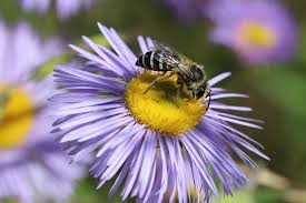 Bumble bees are large, fuzzy bees with round bodies covered in hair, or fur. Native Bees Pollinating Flowers For Centuries Vernon Morning Star