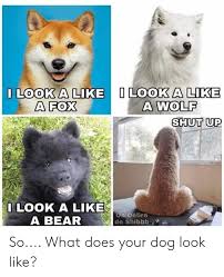 Ilook A Like A Fox Look A Like A Wolf Shut Up Look A Like A Bear Un Delire De Shibbb So What Does Your Dog Look Like Meme On Me Me