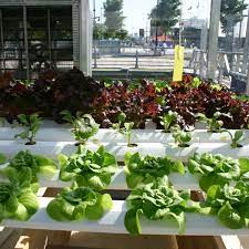 Check spelling or type a new query. How To Grow Vegetable And Herbs Using Hydroponic Gardening Dengarden