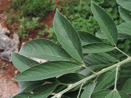 Image result for Cajanus cajan