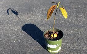 How many fruit will a mature tree produce in one year? What Kind Of Avocado Tree Do You Get When You Plant A Seed Greg Alder S Yard Posts Southern California Food Gardening
