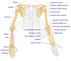 File Human Arm Bones Diagram Svg Wikipedia