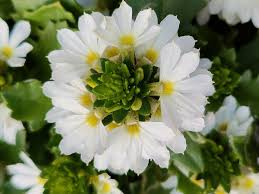 Image result for foto Vějířovka