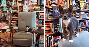 And lastly, please provide a cat carrier or you can purchase one from our facility. Kittens Roam Freely In This Bookstore In Canada And Customers Can Even Adopt Them Bored Panda