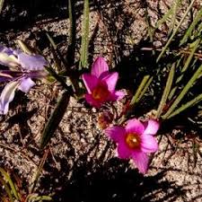 Image result for Romulea camerooniana
