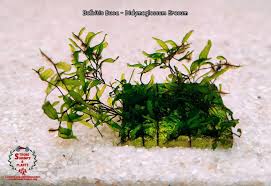 Image result for Didymoglossum erosum