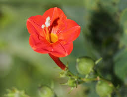 Image result for Ipomoea hederifolia