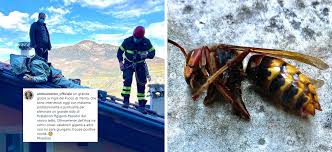I calabroni sono degli insetti che rispetto a api o vespe incutono maggiormente timore per via delle loro dimensioni e ronzio più forte. Merler Dall Asia Poche Novita Positive Ma I Calabroni Che Aveva In Casa Sono Europei Gli Unici Presenti In Trentino Il Dolomiti