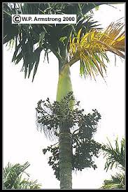 We did not find results for: Palm Fruit Photos