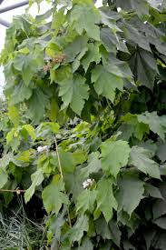Image result for Sparrmannia