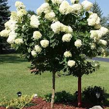 This unique panicle hydrangea revolutionized landscaping across north america. The Dwarf Tree With Giant Blooms Nothing Says Summer Like Huge Colorful Blooms On A Small Tree That Landscaping Trees Hydrangea Tree Hydrangea Garden