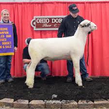 Profile for Myerscough Sheep Farm